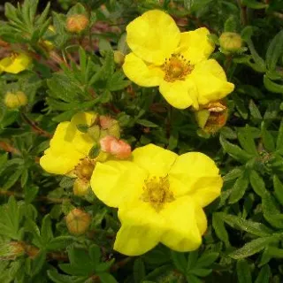 Potentilla frut. 'Kobold'
