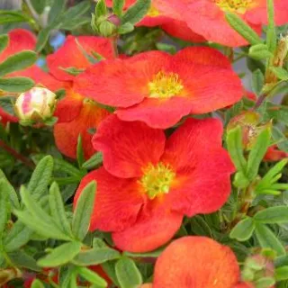 Potentilla frut. 'Red Lace' ORANJE