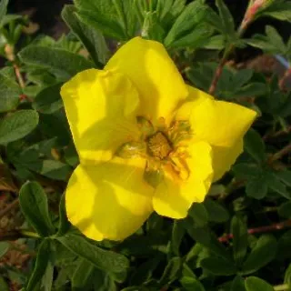 Potentilla frut. 'Sommerflor'