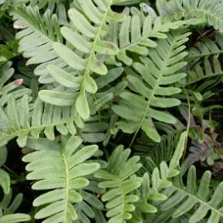 Polypodium vulgare