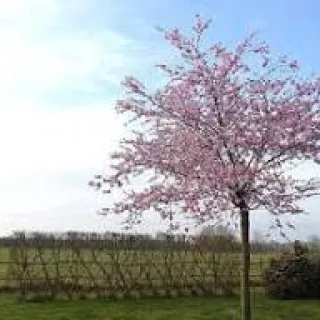 Prunus 'Accolade' (ROOS)