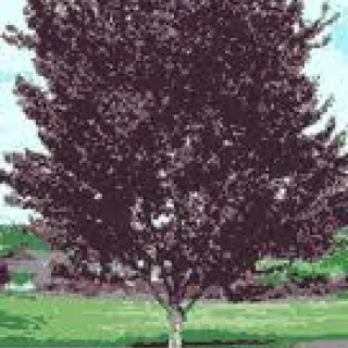 Prunus cerasifera 'Nigra'