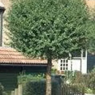 Prunus em.'Umbraculifera'