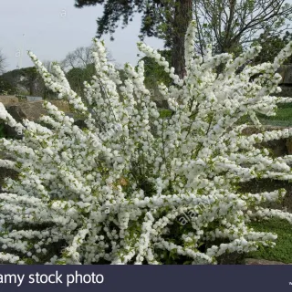 Prunus  'Alba Plena'