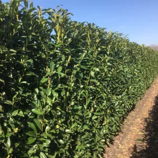 Prunus laur. 'Caucasica'