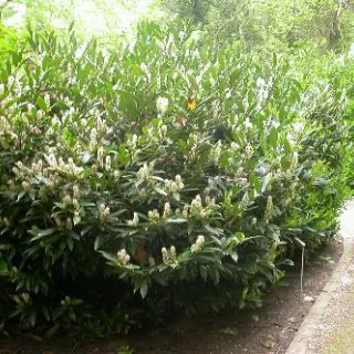 Prunus laur. 'Otto Luyken'