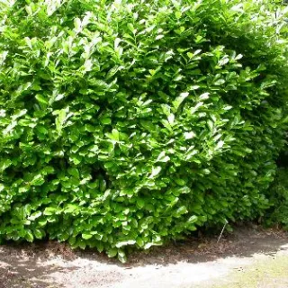 Prunus l. 'Rotundifolia'