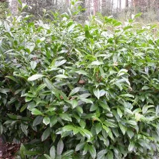 Prunus lus. 'Angustifolia'