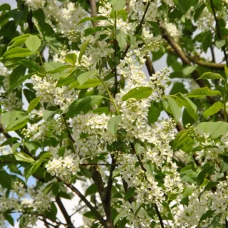 Prunus padus