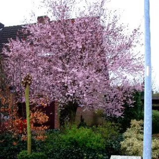 Prunus subh. 'Autumnalis '