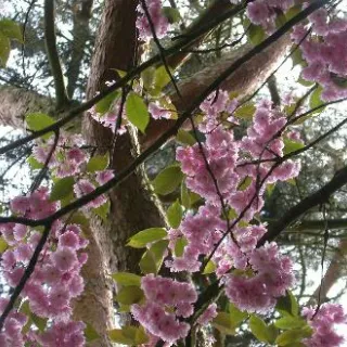 Prunus serr. 'Kanzan'