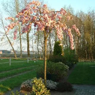Prunus serr. 'Kiku-shidare-zakura'