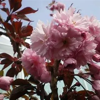 Prunus serr. 'Royal Burgundy'