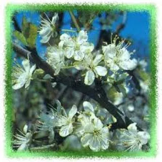 Prunus St Julien