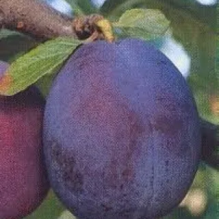 PRUIM BELLE DE LOUVAIN