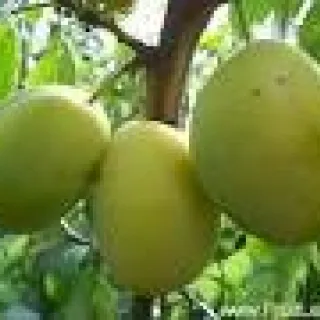 PRUIM BELLE DE Thuyn