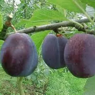 PRUIM BLUE DE BELGIQUE