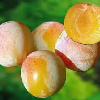 PRUIM Mirabelle de Nancy