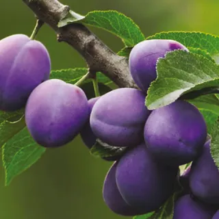 PRUIM President/sultan