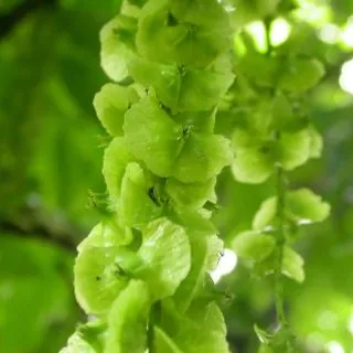 Pterocarya fraxinifolia