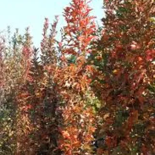 Quercus pal. Green Pillar