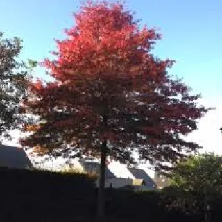 Quercus pal Indian summer