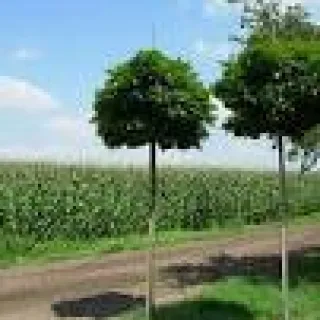 Quercus palustris 'Green Dwarf'