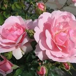 Rosa 'Bonica'(R)(F)