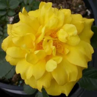 Rosa 'Allgold'