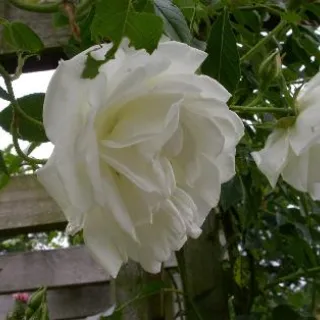 Rosa 'Schneewitchen Climber'(K)