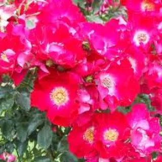 Rosa 'Archimedes'