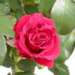 Rosa 'Duftwolke'rood