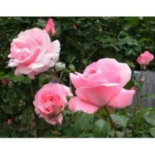 Rosa 'Queen Elizabeth'(F)