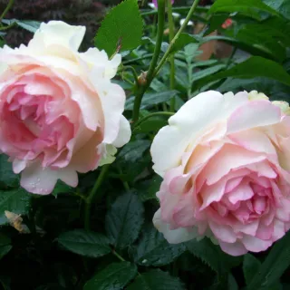 Rosa 'Eden Rose' ROOS