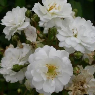 Rosa 'Guirlande d'Amour'