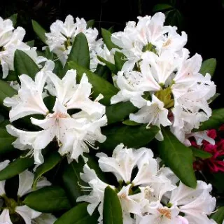 Rhododendron (T) 'Cunningh. White'