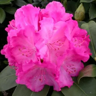 Rhododendron (T) 'Germania'