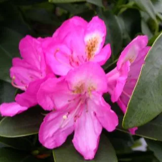 Rhododendron (T) 'Kate Waterer'