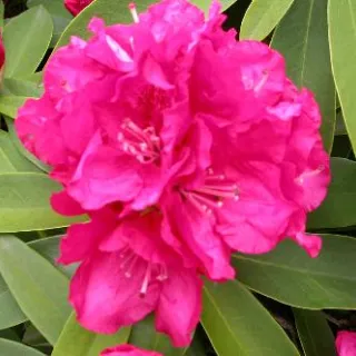 Rhododendron 'Marie Fortie'
