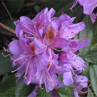 Rhododendron ponticum