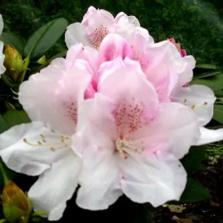 Rhododendron (Y) 'Schneekrone'