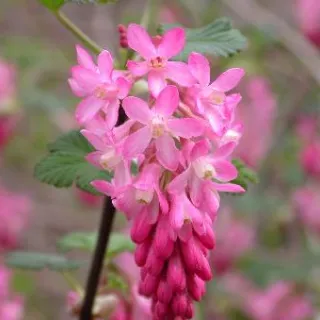 Ribes sang. 'King Edward VII'