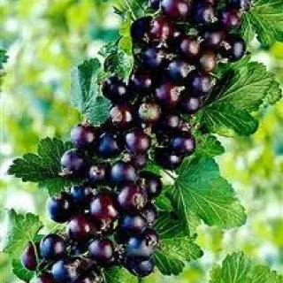 Zwarte Bes 'TITANIUM'