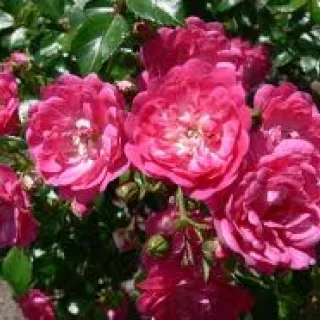 Rosa 'Lovely Fairy'(R)(P)