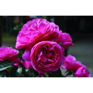 Rosa 'Leonardo da Vinci'(R)(TH)