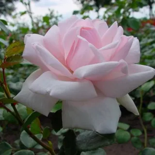 Rosa 'New Dawn'(K)