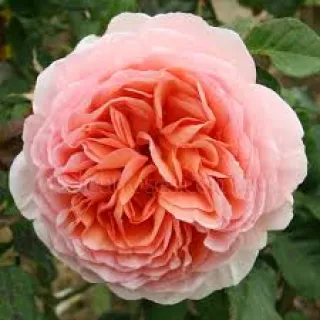 Rosa 'Abraham Darby'