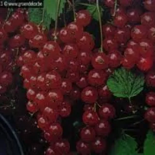 Rode bes 'Jonkheer Van Tets'