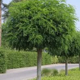 Robinia pseud. 'Umbraculifera'