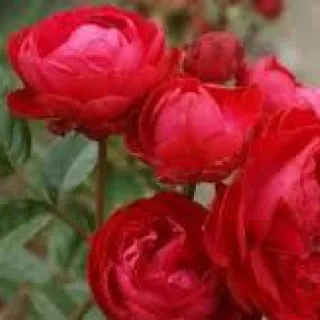 Rosa KOSTER ROOD
